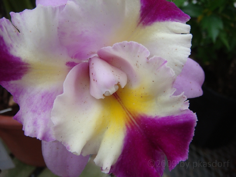 Western Michigan [2009] 491.JPG - Scenes from Windmill Island in Holland, Michigan.